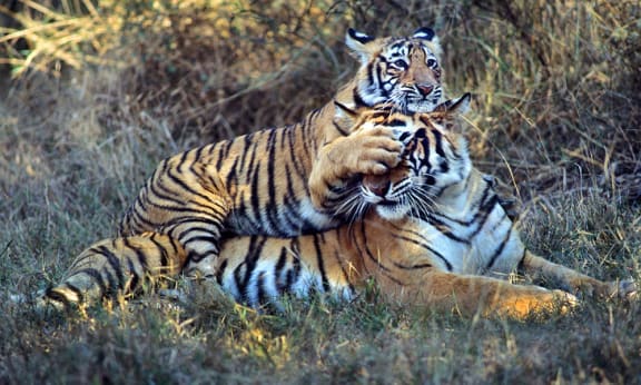 Two tigers (Panthera tigris) playing, India