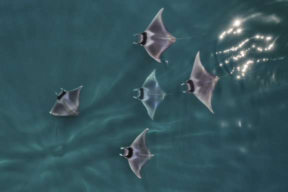 Spinetail devil rays (Mobula mobular)  aerial view,
Baja California, Mexico