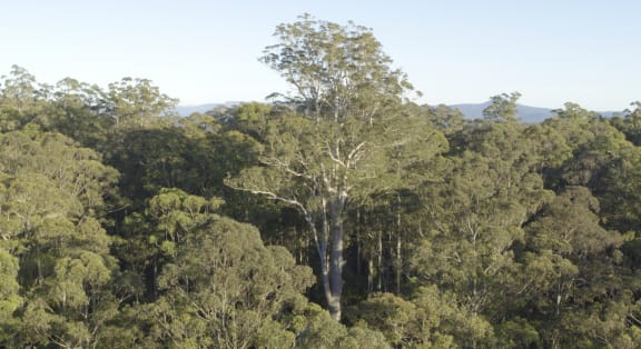 "Big Spotty", the world's largest known Spotted Gum tree, a majestic 72-meter tall tree located in North Brooman State Forest on the New South Wales South Coast.