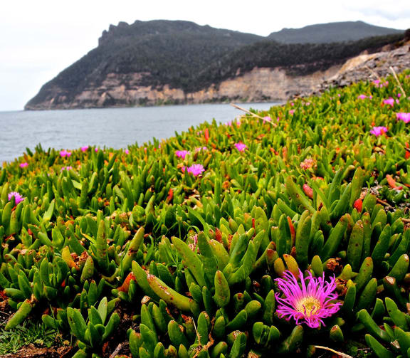 Karkalla or pig face (Carpobrotus rossii) in Maria Island, Tasmania.