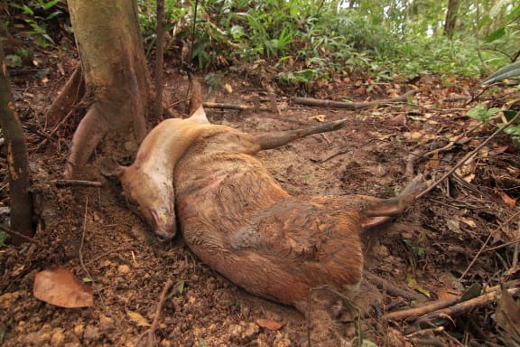 A deceased barking deer lays under a tree in the forest. Its hair is muddy.