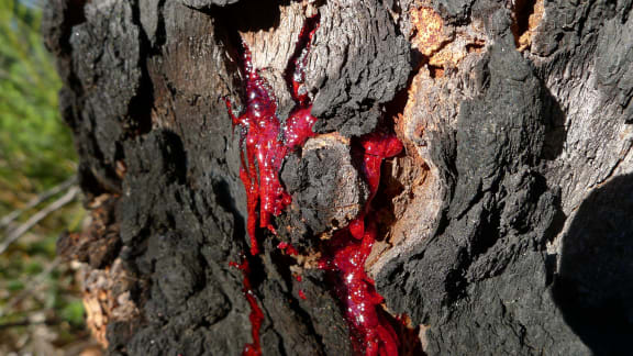 Red Bloodwood, Corymbia gummifera, bleeding bright red blood.