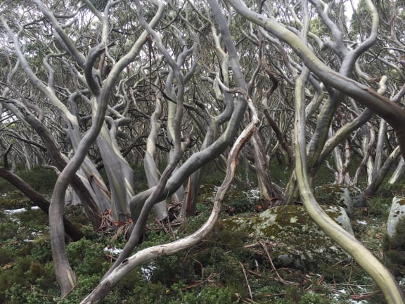 Snow Gum trees (Eucalyptus pauciflora).