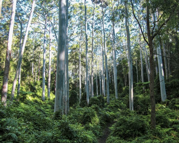 Sydney Blue Gum High Forest on volcanic soils. Eucalyptus saligna, tallest tree measured was 52 metres