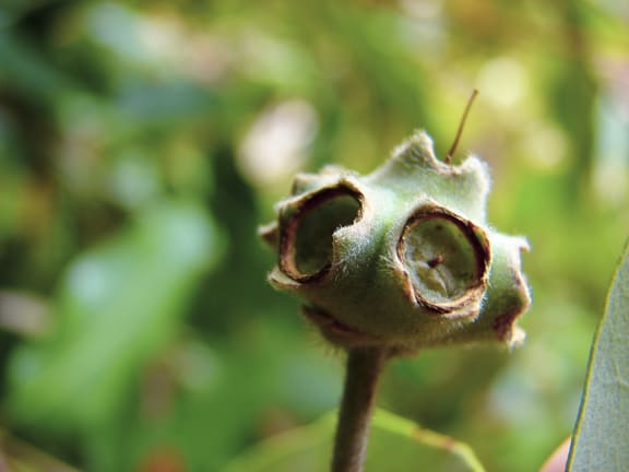 Turpentine tree (Syncarpia glomulifera) spent flower capsule forming