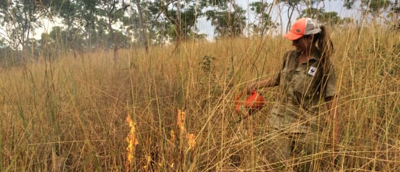 Jessica Chapman, contractor for WWF, undertaking fire management in Wyndham, Kimberley, March 2017. Prescribed burning to protect Gouldian finch nest boxes and important breeding habitat and also protect the town of Wyndham against hot late season wild fires.