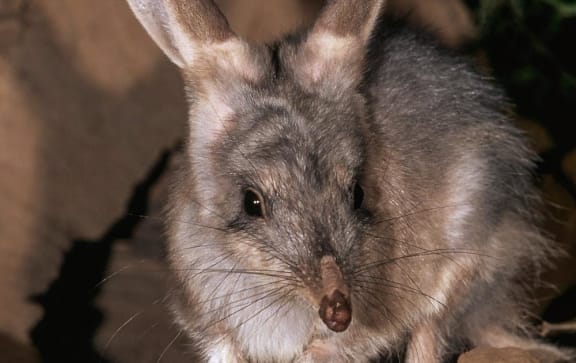A bilby caught on camera at night