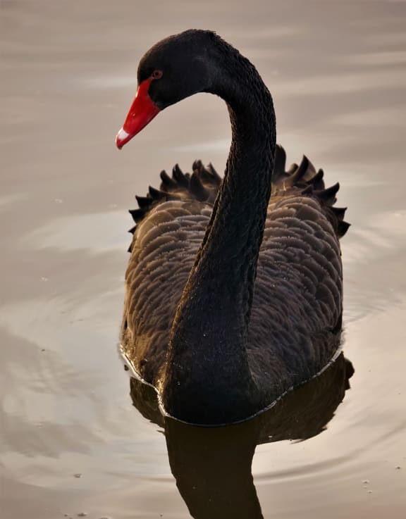 Black swan