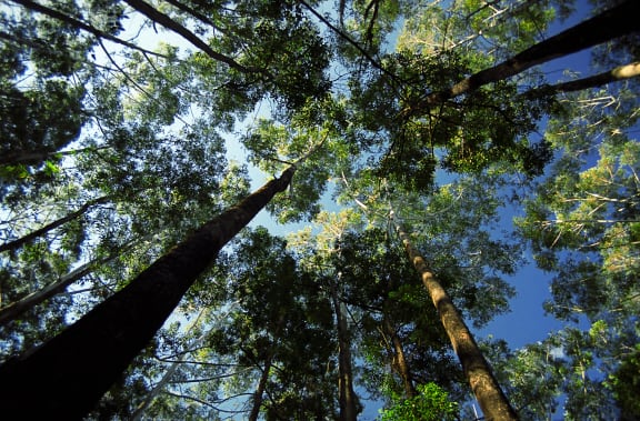 Blackbutt (Eucalyptus pilularis) in the Watagan State Forest, Central Coast, NSW, Australia