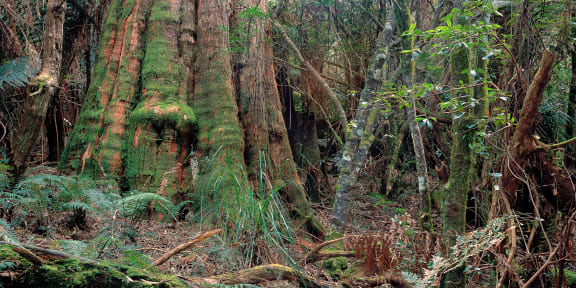 Brown Barrel (Eucalyptus fastigata) old growth, Bemboka Section, South East Forest National Park, New South Wales, Australia