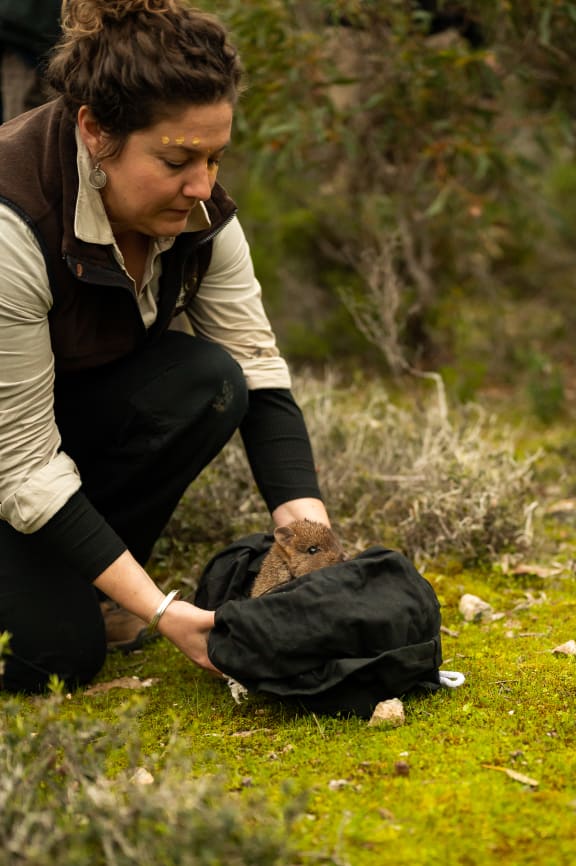A brush-tailed bettong is released in Dhilba Guuranda-Innes National Park on Yorke Peninsula