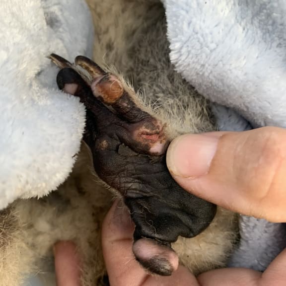 Burns on one of Maryanne’s paws, the day she was found