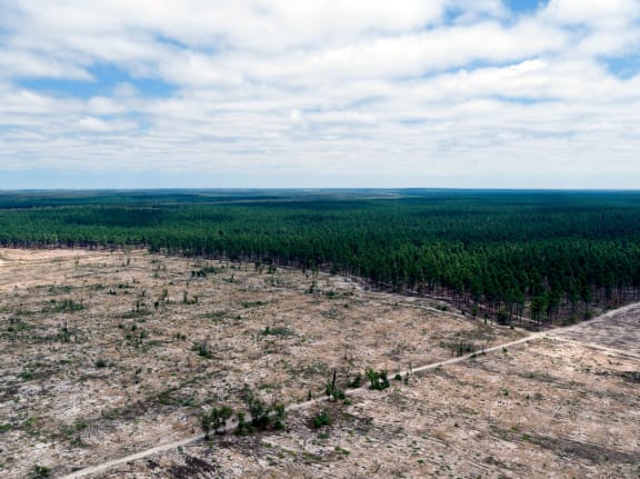Aerial view cleared pine plantations in Gnangara-moore River State Forest. Yanchep, Western Australia, February 2017.
Pine seeds from non-native pine plantations are an important food source for Carnaby’s black cockatoos, following the destruction of native habitat on the Perth-Peel coastal plain. But widespread clearing of the pine plantations – with no replacement food source available – has coincided with a 53% decline of the Perth-Peel Carnaby’s cockatoo population since 2010 and fears for their future survival.