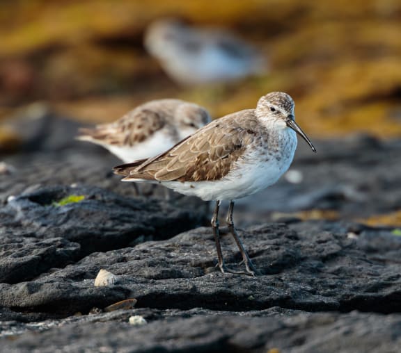Curlew sandpiper standing on black coastal rock