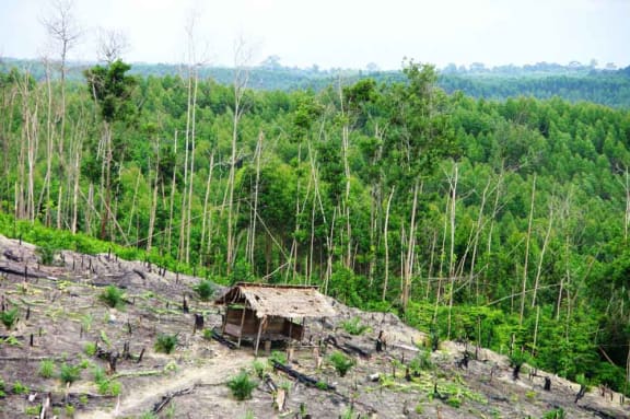 Natural forest cleared for pulp plantation development, Sumatra, Indonesia, February 2010