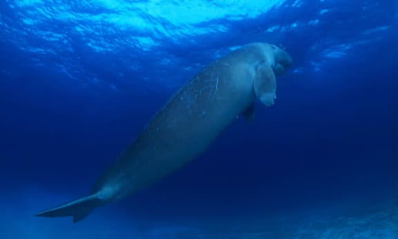 Dugong in Indo-Pacific Ocean
