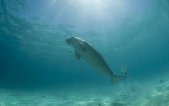 Dugong (Dugong dugon) surfacing to take a breath of air. Dimakya Island, Palawan, Philippines 18 April 2010
