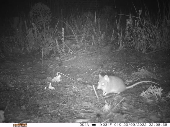 Eyes on Recovery cameras capture a Kangaroo Island dunnart