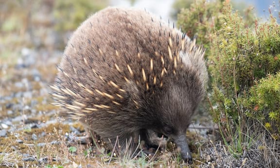 A short-beaked echidna (Tachyglossus aculeatus) foraging on Cradle Mountain, Tasmania.