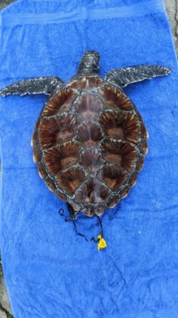 Yellow balloon coming out of Ella the Sea turtle