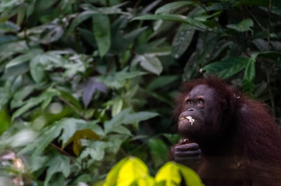 A female orangutan eats fruit and sugar cane at Sepilok orangutan rehabilitation centre in the jungle at Sepilok in the state of Sabah.