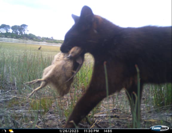 A feral cat on Lungtalanana after killing a native water bird