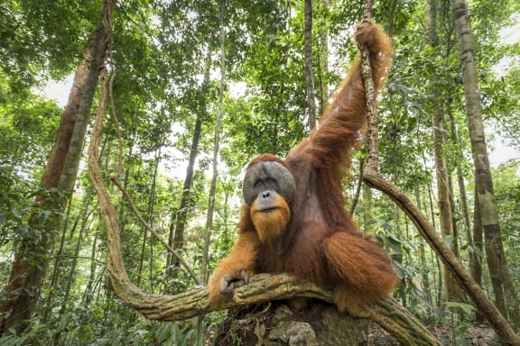 Flanged male Sumatran orangutan (Pongo abelii) male, Gunung Leuser National Park, Sumatra