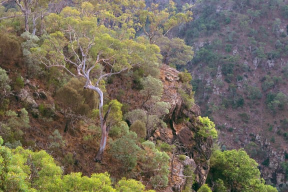 Forest red gum (Eucalyptus tereticornis), in dry sclerophyll woodland on slope of a gorge. Bungonia State Recreation Area, New South Wales, Australia