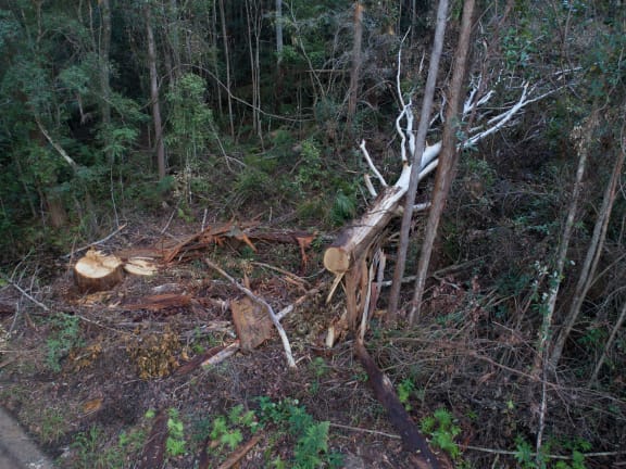 Forestry logging within state forest outside of Coffs Harbour, NSW.