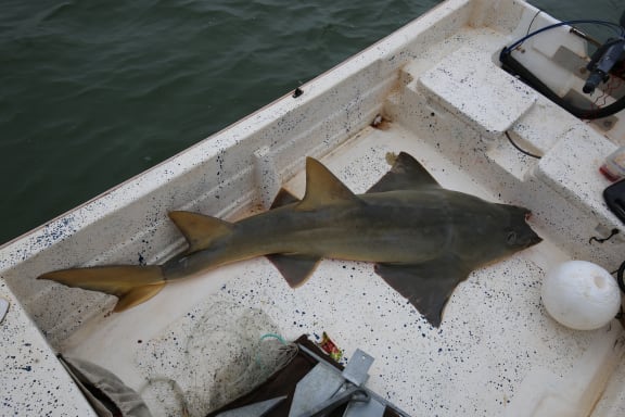 Freshwater Sawfish with rostrum removed, March 2018 on the Wenlock River, Queensland