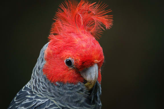 Gang-gang Cockatoo - Australian parrot Callocephalon fimbriatum
