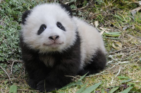 Giant panda baby (Ailuropoda melanoleuca) aged 5 months, Wolong Nature Reserve, China, Captive