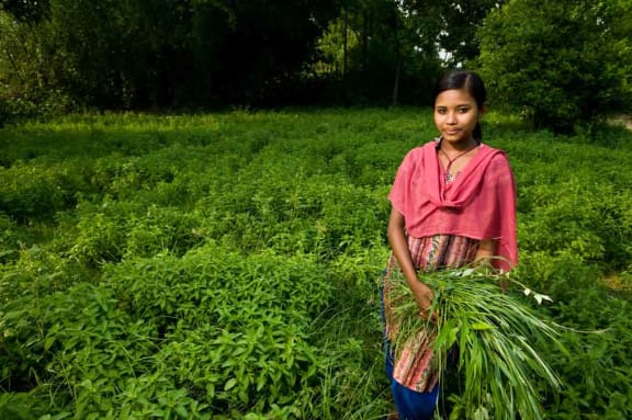 A girl weeding a crop of mint (Mentha arbensis) in Lamahai, western Terai, Nepal, May 2009