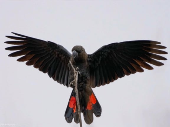 Glossy black cockatoo in flight