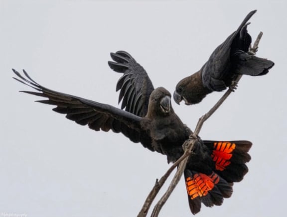 Two glossy black cockatoos interacting