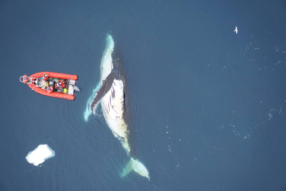 Scientists demonstrate the scale of humpback whales in the Antarctic Peninsula