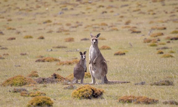 A Forester kangaroo (Macropus giganteus tasmaniensis) and her joey, Maria Island, Tasmania.