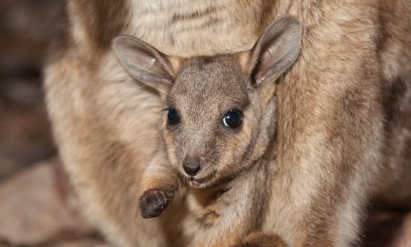 Black-flanked rock-wallaby (Petrogale lateralis) joey in pouch