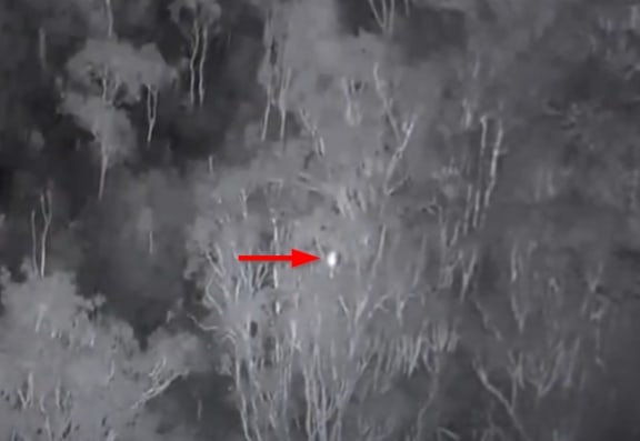 Koala detected on thermal imaging camera on Minjerribah (North Stradbroke Island)