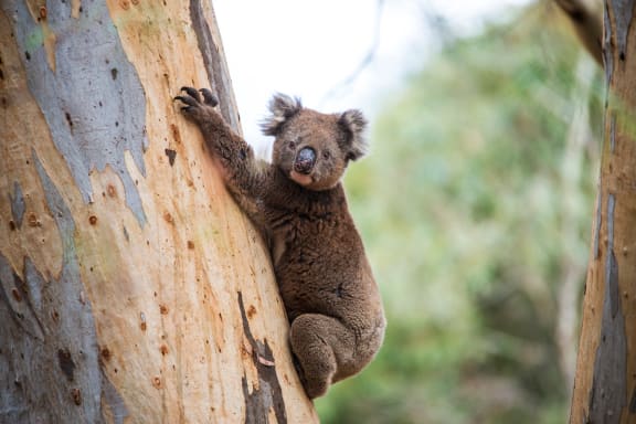 Stock photo of a koala hanging on a eucalypt tree in Kangaroo Island, South Australia.