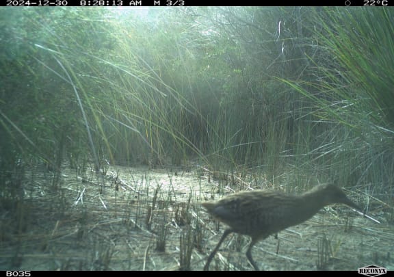 A Lewin's rail photographed on Lungtalanana