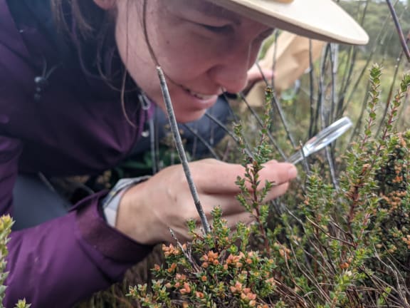The team found 12 priority plant species made vulnerable due to the fires