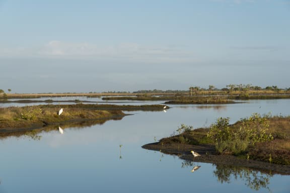 Through their ranger program, the Gudjuda rangers take on greater responsibility for the management and protection of their Sea Country such as revegetation of key areas: .Managed wetlands, Alva Beach, Ayr, North Queensland.