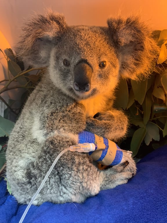 Maryanne on a drip in the RSPCA Qld Wildlife Hospital