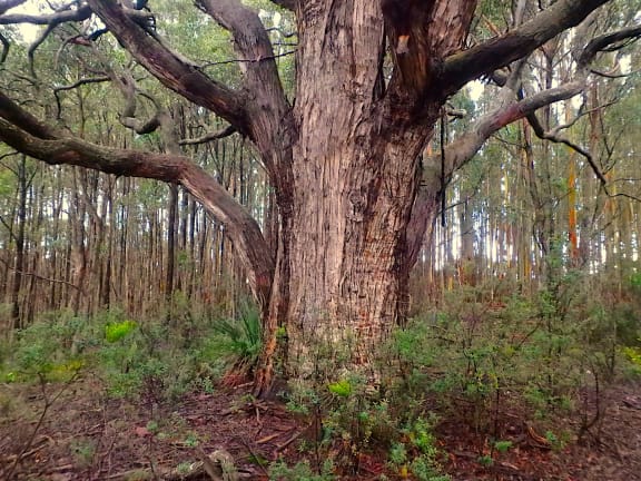 Messmate (Eucalyptus obliqua)