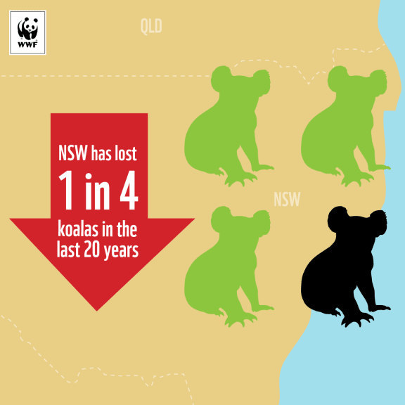 NSW has lost 1 in 4 koala in the last 20 years