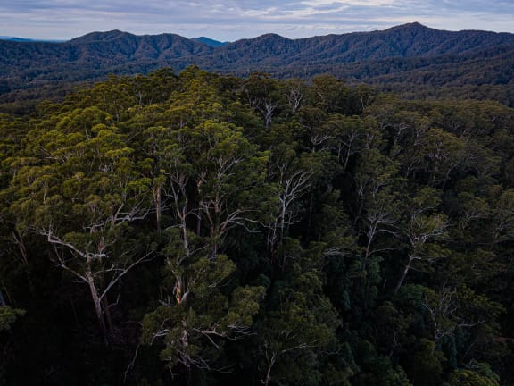 Old growth forest in Viewmont State Forest,  part of the area slated for inclusion in the Great Koala National Park (GKNP).