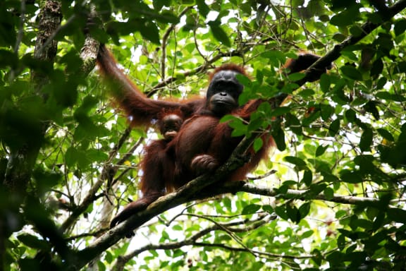 Bornean orangutan (Pongo pygmeus pygmeus) and her baby in Betung Kerihun and Danau Sentarum national parks' corridor in West Kalimantan, Indonesia.
