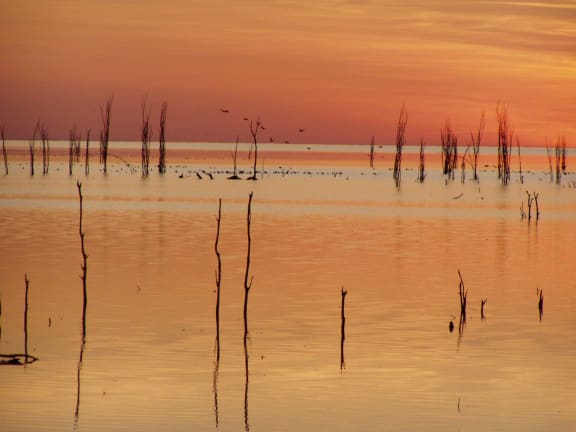 Paruku, Western Australia - 20 June 2005
Paruku wetlands in the Tanami desert at sunset.
Extremely important freshwater wetland system (sometimes brackish when water is low) in the top of the Tanami desert, we have been working there for over 9 years supporting IPA program on ground and in policy, we are about to publish a book with custodians on plants and animals (combining scientific and traditional knowledge), we continue to work with IPA in an advisory role, we also suggested Paruku for National Heritage consideration in our submission given extremely important biodiversity and ongoing Aboriginal culture of the region).