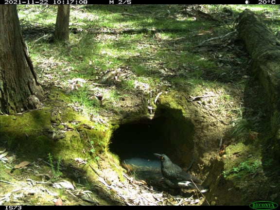 Pied currawong drinks for a flooded wombat burrow.